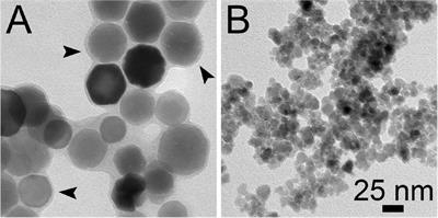 Why Does Not Nanotechnology Go Green? Bioprocess Simulation and Economics for Bacterial-Origin Magnetite Nanoparticles